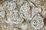 Mississipian Fossil Crinoids & Blastoids - Missouri #80801-1